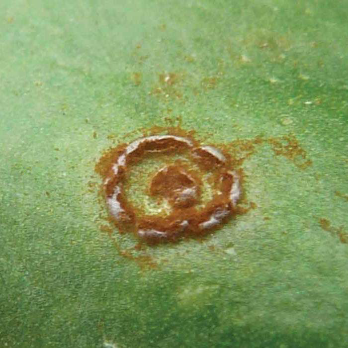 Sporulating beet rust pustule